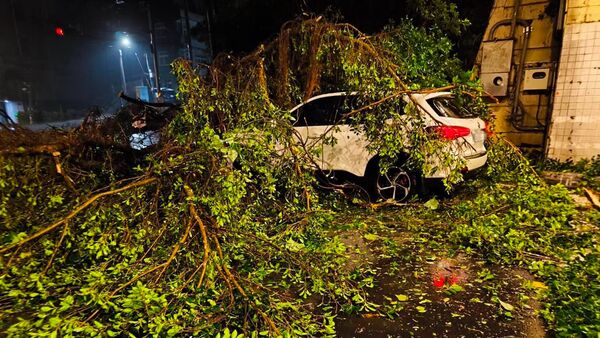 基隆入夜雨彈狂灌 光華隧道口「樹倒砸車」駕駛驚險急剎