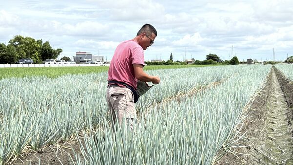 ▲彰化蔥農靠木黴菌挺過豪雨颱風，一甲地逆勢大賺200萬。（圖／記者唐詠絮翻攝）
