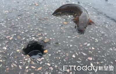 高雄豪雨！市區驚見土虱路上「爬行扭動」　活跳跳畫面曝