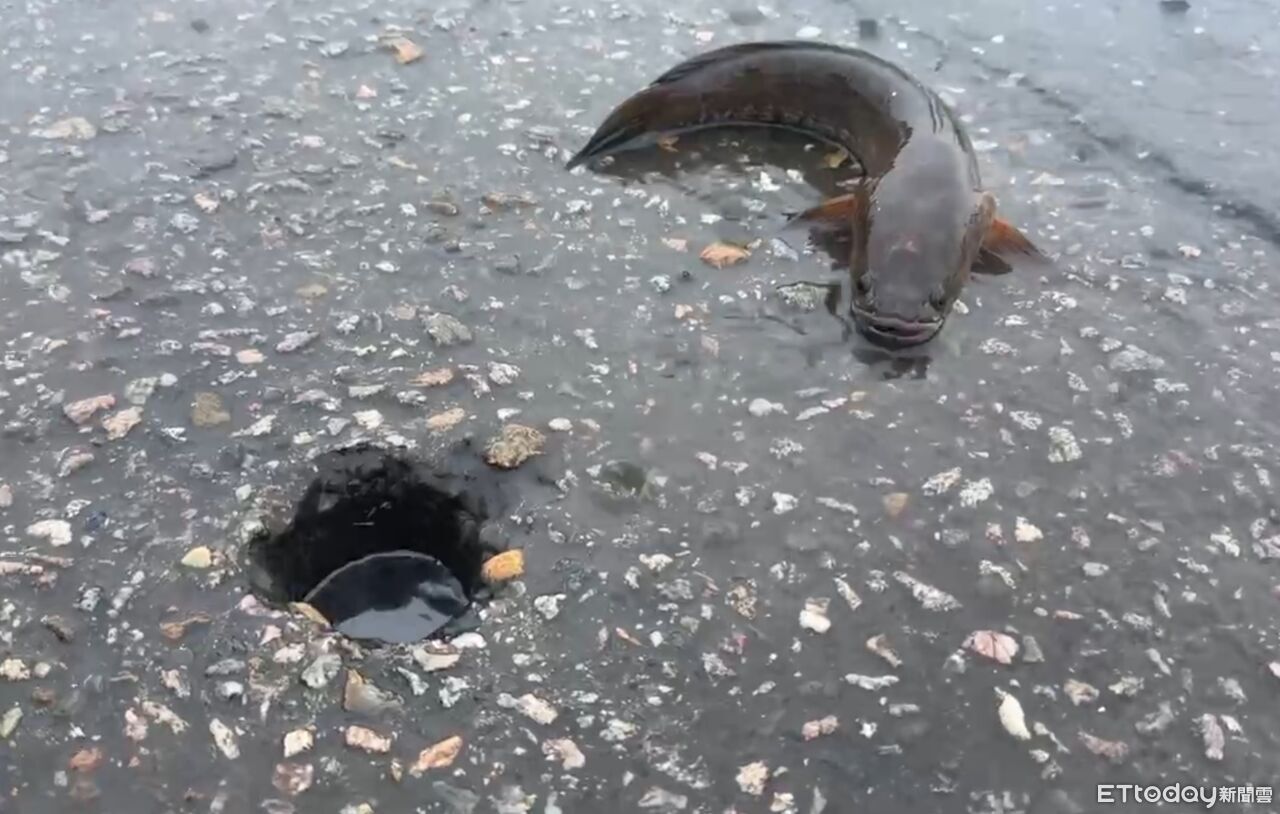 [圖]