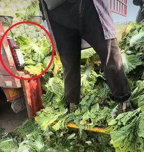 陸驚爆「甲醛白菜」！官方認了：正在追查流向