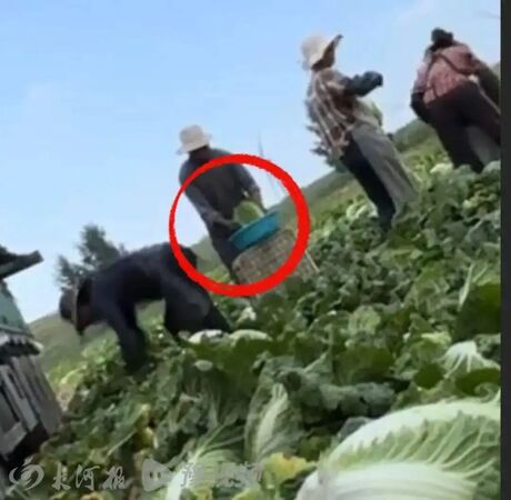 ▲▼陸驚爆「甲醛白菜」!官方認了:正在追查流向。(圖/翻攝微博)
