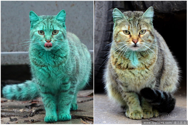 还我本色! 保加利亚神秘绿猫被清洗了