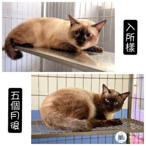 竹市10隻品種貓　9/2抽籤送養