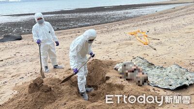 金門烏沙角海漂豬驗出非洲豬瘟　豬肉及其加工品暫停外運1週