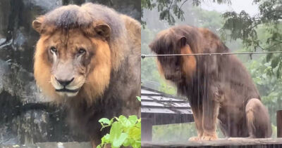 壽山動物園驚見「淋雨落寞獅」！園方笑曝「濕獅有3種」：牠沒失戀