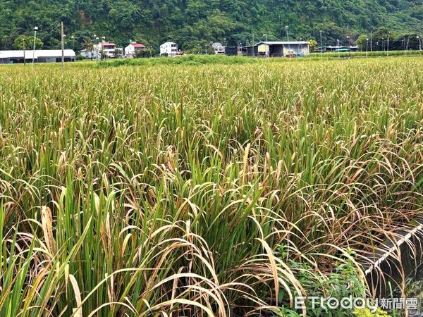 ▲埔里茭白筍「熱」到長不出來！農損慘重，馬文君籲農業部速提救助。（圖／馬文君服務團隊提供）