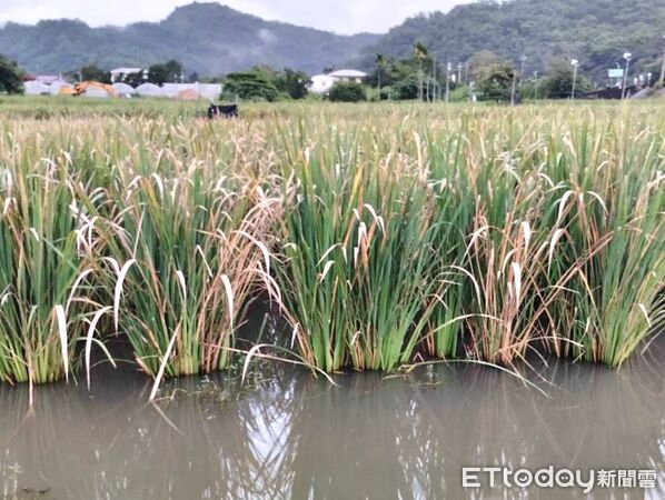 ▲埔里茭白筍「熱」到長不出來！農損慘重，馬文君籲農業部速提救助。（圖／馬文君服務團隊提供）