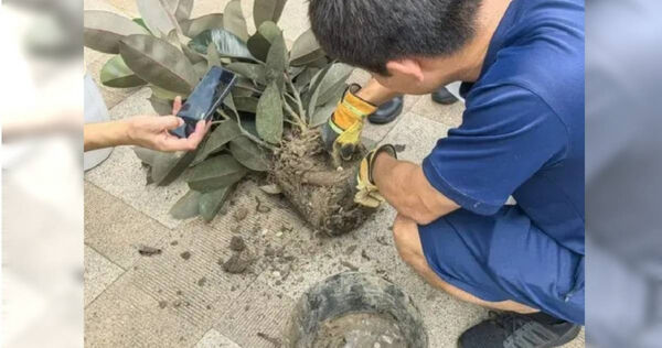 盆栽裡有蛇！網購18天後爬出4條蛇 土裡還有蛋