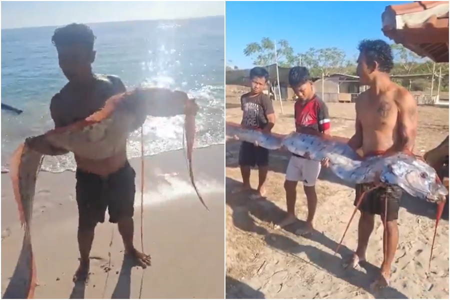 天災將至？4公尺「發光地震魚」現蹤印尼海灘 詭異畫面曝