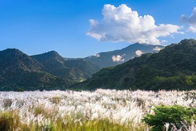 卓蘭「甜根子草」鋪滿大安溪!1公里白紫花海 雨後有機會遇雲瀑