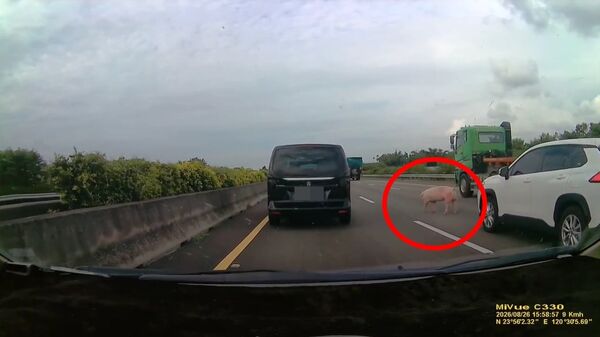 ▲國1北上彰化溪湖路段，有豬在車道走。（圖／記者唐詠絮翻攝，下同）