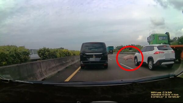▲國1北上彰化溪湖路段，有豬在車道走。（圖／記者唐詠絮翻攝，下同）