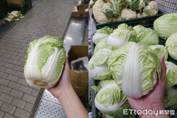 ▲▼台灣產的包心白菜。（圖／廖炯程提供）