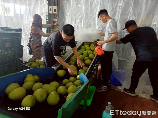 ▲▼花蓮縣政府將啟動文旦柚33家外銷包裝場評鑑，邀集國立宜蘭大學及專家學者組成評鑑小組，前往各包裝場現場查核。（圖／花蓮縣政府提供，下同）