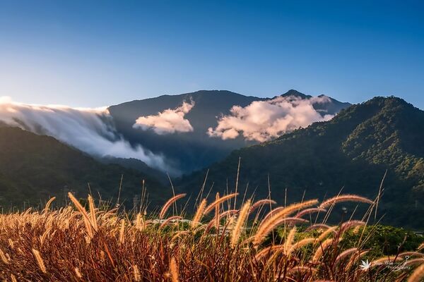 ▲▼苗栗卓蘭大安溪畔，長達1公里的甜根子草滿開，銀白色花穗在陽光映照下，泛起柔和光澤，而白布帆堤防沿線還能看到紫葉狼尾草。（圖／網友溫作圖提供，請勿隨意翻拍，以免侵權）