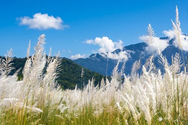 ▲▼苗栗卓蘭大安溪畔，長達1公里的甜根子草滿開，銀白色花穗在陽光映照下，泛起柔和光澤，而白布帆堤防沿線還能看到紫葉狼尾草。（圖／網友溫作圖提供，請勿隨意翻拍，以免侵權）