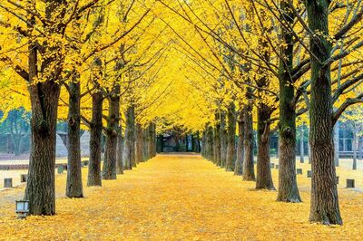 預約絕美韓秋 銀杏、楓紅一路美到南怡島