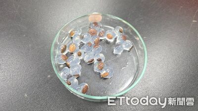 防止種子被「嗑瓜子」!宜大天然膠體包覆原生種 4萬顆空投馬太鞍