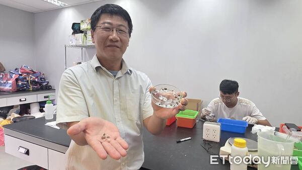▲▼一顆顆晶瑩剔透、宛如「水晶寶寶」的小球包覆種子，及在實驗室內培養發芽的樹苗。（圖／記者游芳男翻攝，下同）