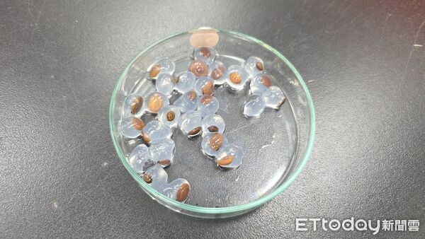 ▲▼一顆顆晶瑩剔透、宛如「水晶寶寶」的小球包覆種子，及在實驗室內培養發芽的樹苗。（圖／記者游芳男翻攝，下同）