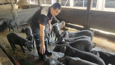 科技新貴轉職養豬「當唯一老闆」　打造頂級黑豬品牌
