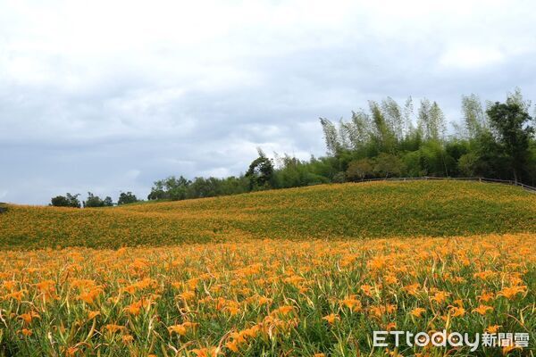 ▲▼花蓮金針花季自8月8日起至10月11日於玉里赤科山、富里六十石山登場。（圖／花蓮縣政府提供，下同）