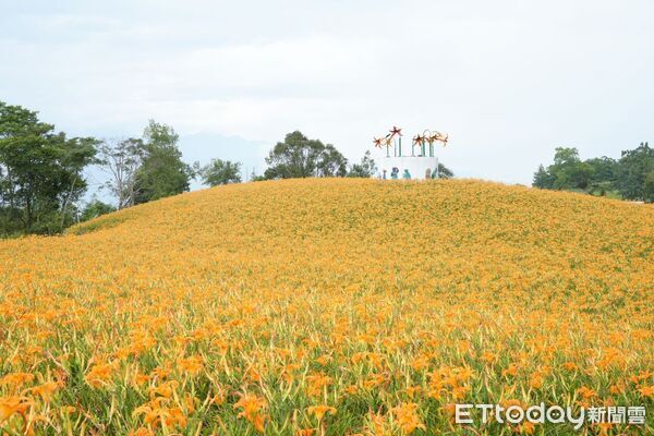 ▲▼花蓮金針花季自8月8日起至10月11日於玉里赤科山、富里六十石山登場。（圖／花蓮縣政府提供，下同）