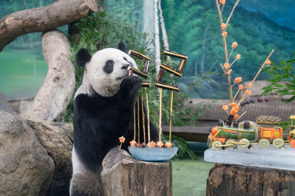 ▲。（圖／臺北市立動物園提供）