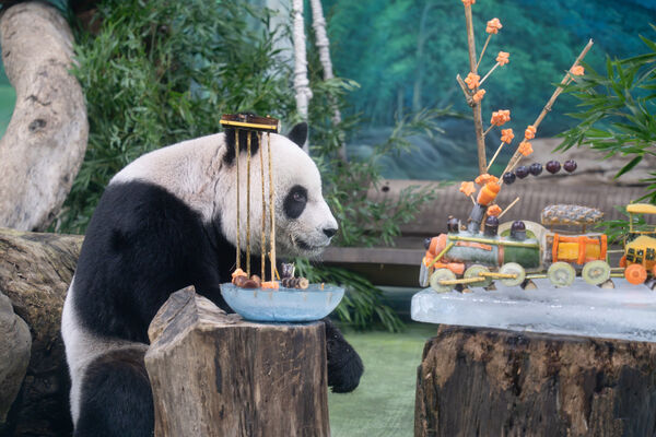 ▲。（圖／臺北市立動物園提供）