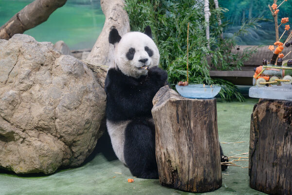 ▲。（圖／臺北市立動物園提供）