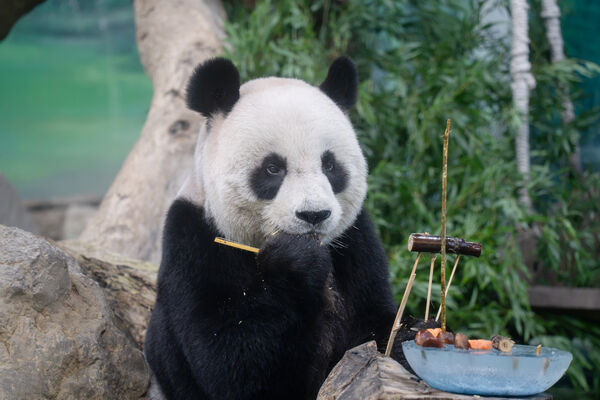 ▲。（圖／臺北市立動物園提供）