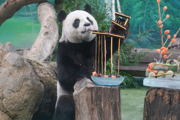 ▲。（圖／臺北市立動物園提供）
