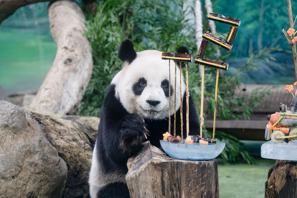 ▲。（圖／臺北市立動物園提供）