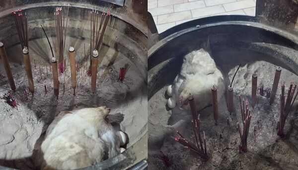 ▲▼「為母則強」的典範，母雞不畏高溫在天公爐內孵蛋。（圖由讀者提供）。（圖／讀者提供，下同）