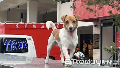 搜救犬Wilson遭爆受虐亡！消防局長專案報告無新意　議員痛批瀆職
