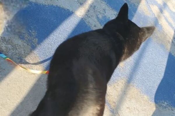 1隻柴犬落海失蹤26小時，奇蹟被尋獲。（翻攝自大林真弘IG）