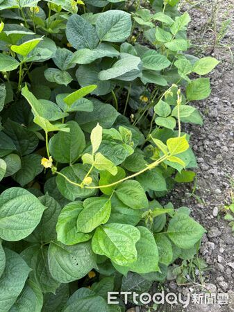 ▲國產紅豆新鮮飽滿質優。（圖／高雄區農改場提供）