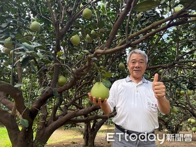 桃園觀音唯一柚農！78歲楊明興守護50年老欉...種出高品質柚子