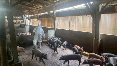 豬藍耳病加劇!新北動保邀專家巡診 助養豬場精準用藥