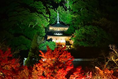 京都永觀堂賞楓攻略!3000株楓葉遍佈寺院、日夜門票交通一次看