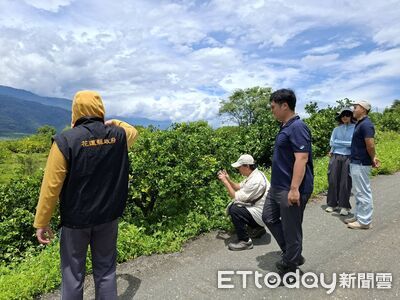 玉里砂糖橘、肚臍橙受災獲現金救助 每公頃9.5萬即起申請