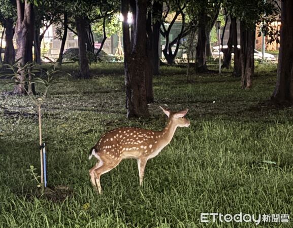 ▲▼高雄街頭驚見梅花鹿！凌晨市區逛大街　飼主急尋：牠溜出去玩！。（圖／記者賴文萱翻攝）