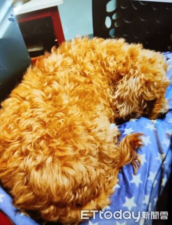 ▲▼在大雨中走失的紅貴賓（左），被派出所飼養的警犬「黑醬」（右）發現順利尋回。（圖／記者吳世龍翻攝）