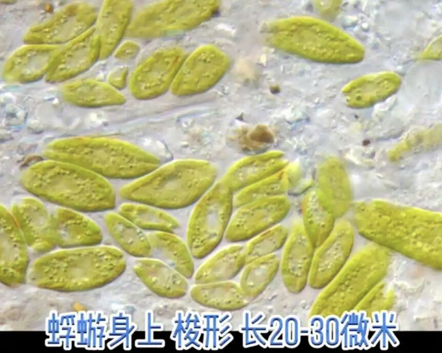 ▲陝西終南山發現的「綠色怪蟲」為戴氏短絲蜉，身上的綠色藻類十分珍稀。（圖／翻攝上游新聞）