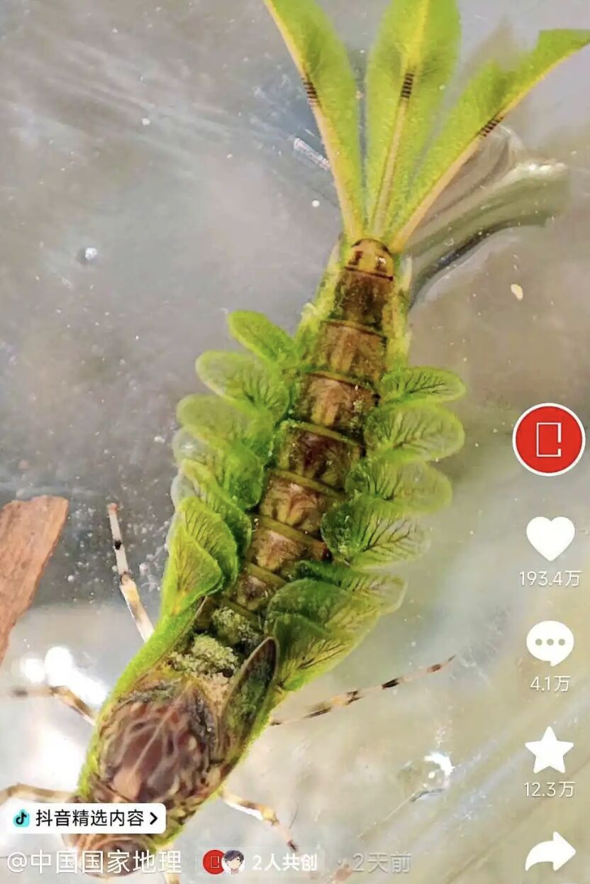 ▲陝西終南山發現的「綠色怪蟲」為戴氏短絲蜉，身上的綠色藻類十分珍稀。（圖／翻攝上游新聞）