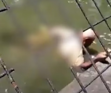 餵鱷魚被拖入水!男員工雙腿被狠咬1小時亡 驚悚一幕曝光