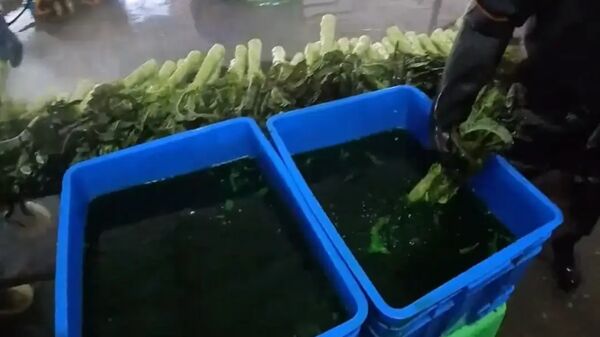 ▲▼陸爆「染色蔬菜」整根泡綠汁！　官方證實：已查封銷毀。（圖／翻攝微博）