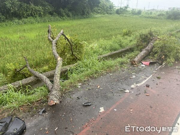 ▲▼車輛撞斷的路樹然後翻落田間。（圖／記者楊熾興攝）