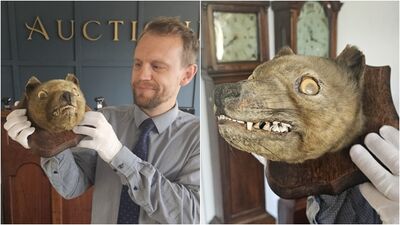 不是狐狸！他在市集買標本　竟是「90年前滅絕動物」